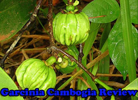Garcinia-Cambogia-Review.jpg