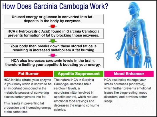 How Garcinia Cambogia Works