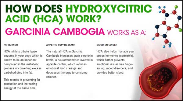 How HCA Works Garcinia Cambogia