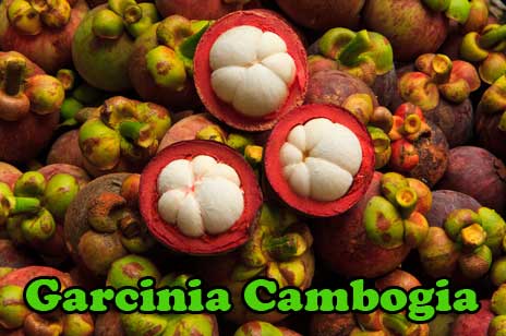 Garcinia Cambogia Extract Fruit