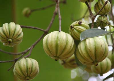 Garcinia Fruit