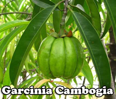Garcinia Cambogia Plant