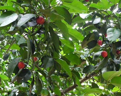 Garcinia Cambogia Fruit in Tree