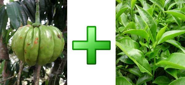 Green Tea Garcinia Cambogia